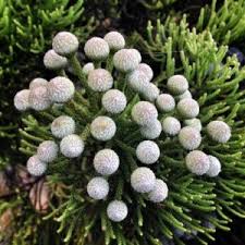 Image result for Indigofera lupatana