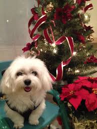 christmas pics of maltese dogs