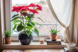 At least 4 hours of direct sunlight per day water: How Do I Keep Poinsettias Alive And Thriving For Next Christmas