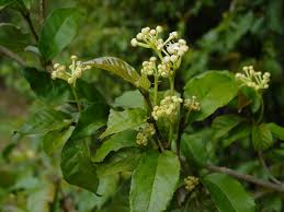 Image result for Lasiodiscus usambarensis