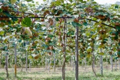 Build trellises before or soon after planting to accommodate the rapid growth of plants. Hardy Kiwi Trellis Tips To Hang Them Up High