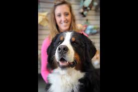 The name sennenhund is derived from the german senne (alpine pasture) and hund (hound/dog). Bel Air Dog Wins Big At Westminster Show Baltimore Sun