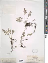 Image result for Asplenium theciferum