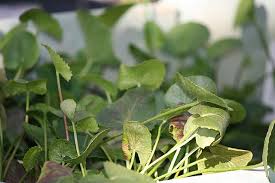 Image result for Centella glabrata