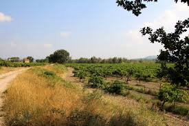 Mais aussi une multitude de parcelles sur cailloutis calcaire à proximité des terroirs à rouge. Unbeliebte Rebsorten Im Weinglas Folge 5243 Carignan Blanc Chez Matze