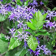 Image result for Eranthemum laxiflorum