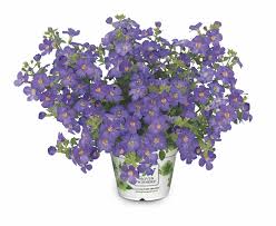 Image result for Sutera debilis