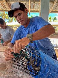 Image result for Faroa affinis