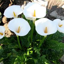 Image result for Zantedeschia aethiopica