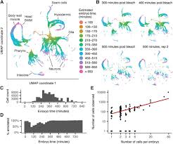 You can make a simple version or use the optional parts to show more features. A Lineage Resolved Molecular Atlas Of C Elegans Embryogenesis At Single Cell Resolution Biorxiv