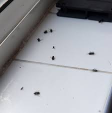 Indoor spaces, especially kitchens and pantries, offer sources of food and shelter for them. Horrifying Invasion Of 10 000 Flying Ants Force Family To Flee Home Mirror Online