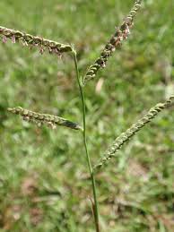 Image result for Paspalum plicatulum