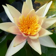 Planting water lilies using no soil in pond planting baskets. Water Lily Sioux Garden Express