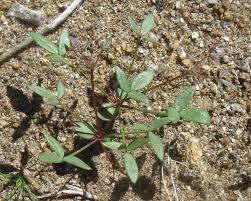 Image result for Fagonia isotricha