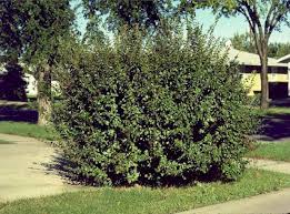 кизильник блестящий