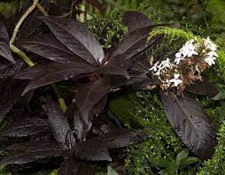 Image result for Pseuderanthemum ludovicianum