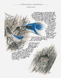 Naturalist S Notebook The Secret Knowledge Of Western Scrub Jays Bird Drawings Bird Art Bird