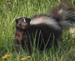 My little brother's been following me around like stink on a pig lately. Skunk Wikiwand