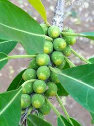 Image result for Ficus stuhlmannii