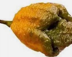 Image result for Cogniauxia