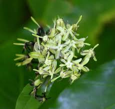 Image result for Tarenna pavettoides