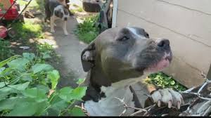 On june 9, one of her pit bulls brutally attacked her and left her dead in a ditch. Dogs Euthanized Owner Fined Following Series Of Fatal Attacks In Indianapolis Wthr Com