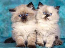 Kamu bisa menemukan penjual kucing himalaya dari seluruh indonesia yang terdekat dari lokasi & wilayah kamu sekarang. Yuk Perhatikan 8 Daftar Harga Anak Kucing Persia Terbaru