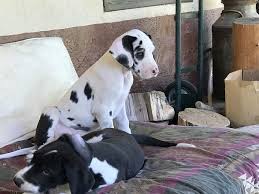 We're here for the love of the great dane breed. Great Dane Puppies Harlequins Mantles Merles Adventures July 2017