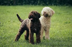 Lagotti romagnoli) is known for wooly curls that cover the body head to tail, crowned by a lavish beard, eyebrows. Lagotto Romagnolo Dog Breed Information