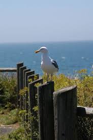 Birds Of Central Oregon Coast Seagull Sea Birds Sea World Sea Art