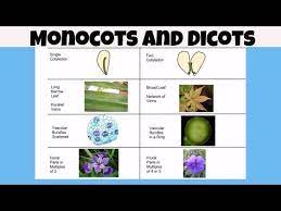 Science P 145 Difference Between Monocot Vs Dicot Plants Youtube Parts Of A Flower Elementary Steam School Worksheets