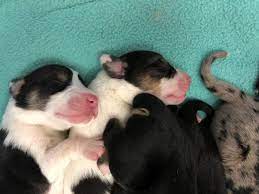 This particular breed of dog is extremely popular and is gaining in popularity every day. Iowa Shelter Gives Home To Puppies Dumped Off Of Bridge