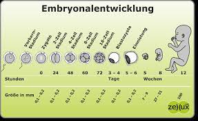 Je älter bei uns die kinder wurden.die entwicklung vom embryo im bauch: Zellux Net Fruhe Embryonalentwicklung