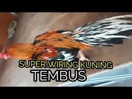 Super Ganteng Abangku Ayam Bangkok Super Besar Wiring Kuning Tembus Ekor Lidi Panjang Youtube Bangkok Ayam