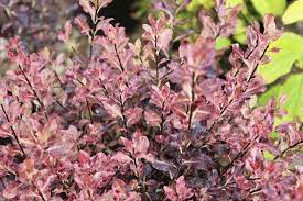 Check spelling or type a new query. Pittosporum Tenuifolium Tom Thumb 10l