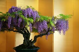 Do bonsai trees produce fruit. How To Grow A Bonsai Orange Tree Grow A Bonsai Tree