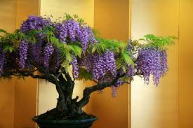 We did not find results for: How To Grow A Bonsai Orange Tree Grow A Bonsai Tree