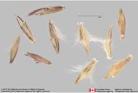 Image result for Bothriochloa
