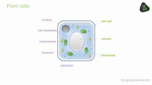 Mitochondria, smooth and rough er, lysosomes, golgi apparatus, vacuoles, centrioles, ribosomes, cytoplasm, cell membrane, and nucleus with nucleolus and chromatin. Gcse Biology Microscopes And Magnification Edexcel 9 1 Youtube