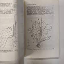 Image result for Streptocarpus hirtinervis