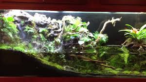 Seachem Monster 265 Paludarium Youtube Aquascape Terrariums Kits Reptile Tank