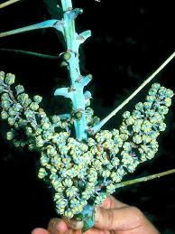 Image result for Macaranga mellifera