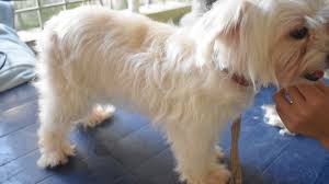 Avoiding drive to any store (4 times). How To Groom A Dog With Pictures Wikihow