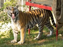 Get the newsletter sign up for wildlife news, park activities, and more. The Us Has A Tiger Problem Turpentine Creek Wildlife Refuge