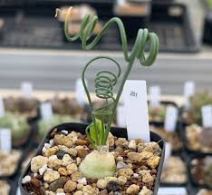 Image result for Albuca sp. no. 1