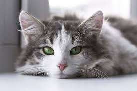 There are different cat eye colors that any feline animal could have. What Does It Mean If Your Cat S Eyes Change Color The Conscious Cat