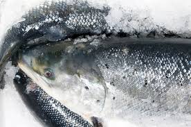 Atlantic sapphire also said its denmark operation's biomass gain in q1 2021 was affected by poor performance on lead batches due to gill damage and fish movement issues. advertisement the company said it only produced 421 tons of fish from its homestead, florida facility and 300 tons from its denmark facility during the first three. Atlantic Sapphire Kills 800 000 Salmon Animal Outlook