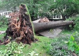 Outdoor Living Ideas The Home Depot Tree Removal Tree Service Tree Removal Service
