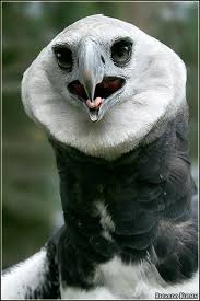 Creepy Bird With Big Mouth Harpy Eagle Photo By Ricardo Kuehn Harpy Eagle Birds Of Prey Pet Birds