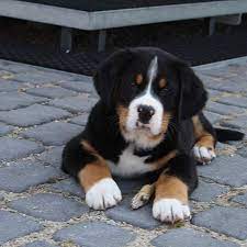 Bleiben sie informiert über berner sennenhund welpen kaufen. Swissydog Welpen Von Nibelungenblut Hundezucht In Sonnen